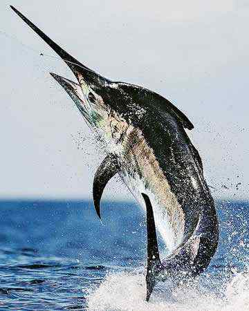 bluemarlin