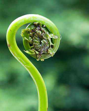fiddleheads