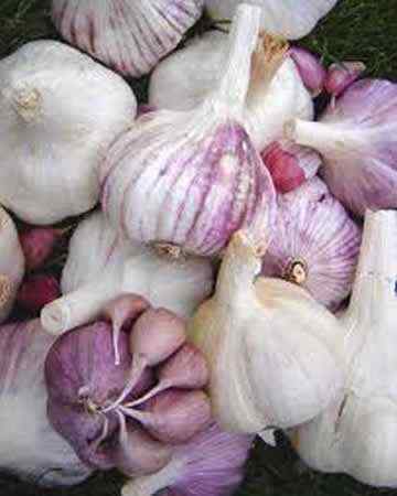 garlic