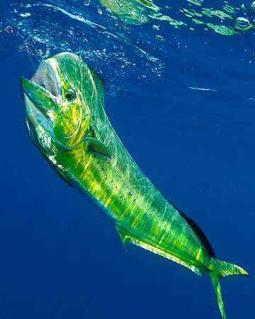 mahimahi