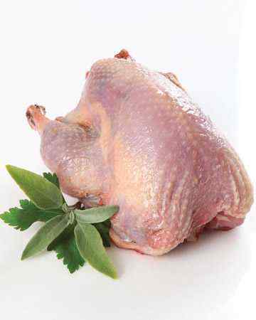 partridge