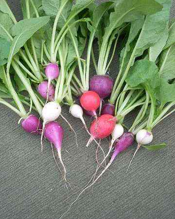 radishes