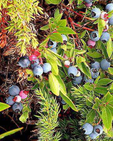 canadian-newfoundland-blueberrywine