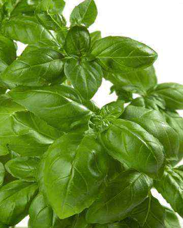 basil