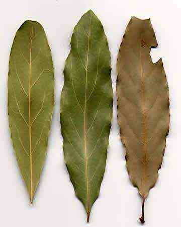 bayleaf