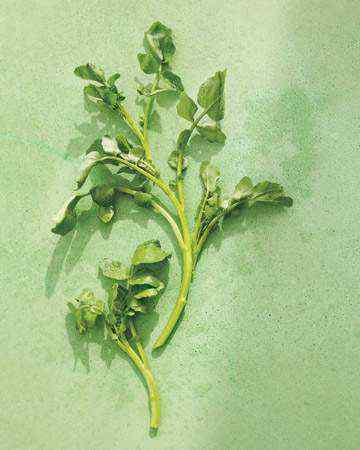 watercress